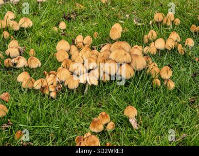 Un amas dense de champignons Mottlegill bruns (Panaeolus foenisecii), également connu sous le nom de champignon de Haymaker, Banque D'Images