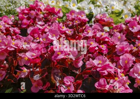 Bégonia de glace (Begonia semperflorens), bégonia de parterre de fleurs, oeil de Dieu, fleurs blanches et roses, fleurs, plantes, jardins, Bade-Wuertemberg, Allemagne Banque D'Images