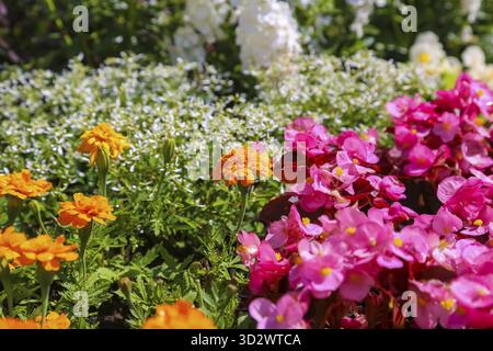 Fleur étudiante gauche (Tagetes), bégonia de glace droite (Begonia semperflorens), bégonia de fleur, oeil de Dieu, fleurs blanches et roses, fleurs, plantes, jardins Banque D'Images