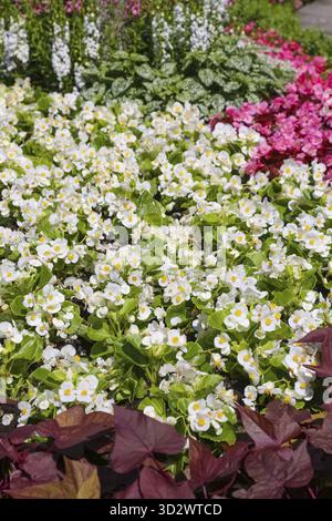 Bégonia de glace (Begonia semperflorens), bégonia de parterre de fleurs, oeil de Dieu, fleurs blanches et roses, fleurs, plantes, jardins, Bade-Wuertemberg, Allemagne Banque D'Images