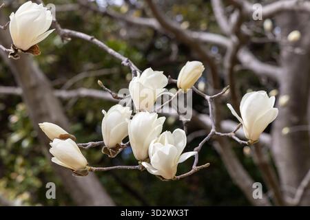 Magnolia denudata à fleurs blanches ou magnolia Yulan au jardin botanique national Shinjuku Gyoen à Tokyo, Japon Banque D'Images