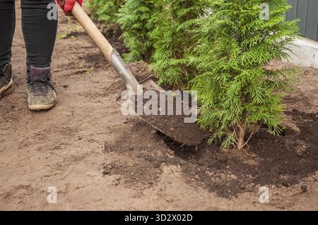 Un jardinier plante de nouveaux arbres verts, creuse avec une pelle et compresse le sol par une belle journée de printemps dans la cour Banque D'Images
