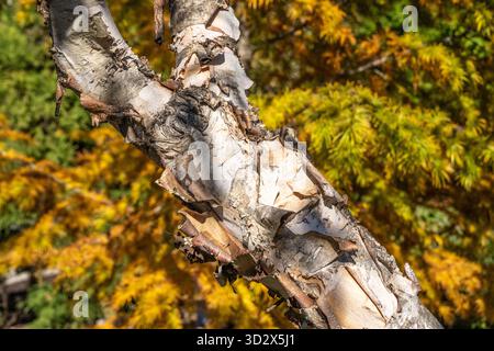 Écorce écorce d'un bouleau de rivière (Betula nigra) au jardin botanique d'Atlanta à Gainesville, Géorgie. (ÉTATS-UNIS) Banque D'Images