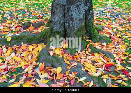 Des feuilles tombées jaunes, oranges et brunes entourent la base d'un arbre Banque D'Images