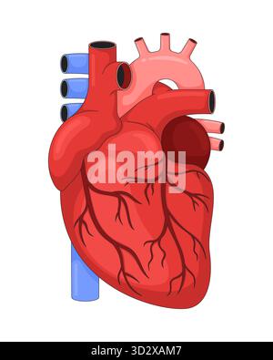 Illustration vectorielle anatomique du cœur humain 2D. Illustration de Vecteur
