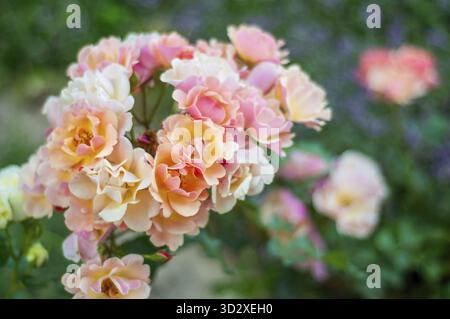 Vue rapprochée d'un groupe de délicates roses à la pêche et à la crème, leurs pétales se déplient doucement. Les roses sont en pleine floraison, créant un charmant d floral Banque D'Images