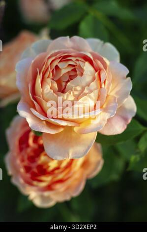 Vue rapprochée d'une paire de roses couleur pêche Dame de Shalott en pleine floraison, pétales doucement illuminés par la lumière du soleil Banque D'Images