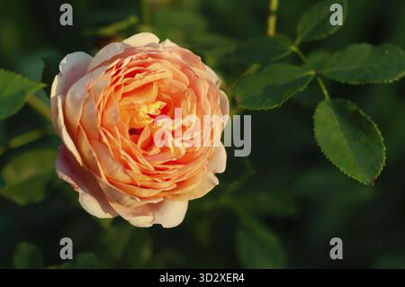 Une rose unique de couleur pêche en pleine floraison, ses pétales légèrement illuminés. La rose est nichée parmi les feuilles vertes luxuriantes, créant un contraste vibrant Banque D'Images
