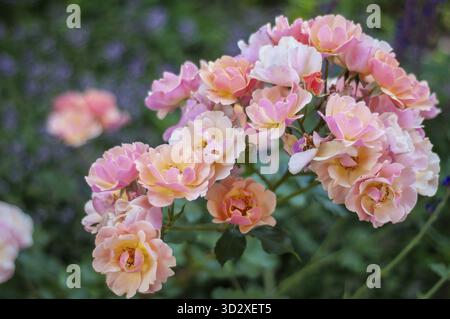 Vue rapprochée d'un groupe de roses rose pâle et de roses pêche en pleine floraison. Les roses sont densément emballées ensemble, créant un affichage luxuriant et vibrant Banque D'Images