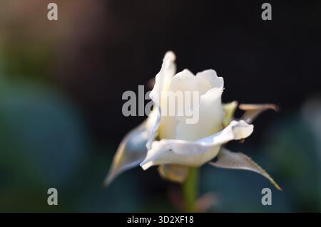 Vue rapprochée d'un bouton de rose blanc non ouvert, doucement illuminé, mettant en valeur ses pétales délicats et sa texture subtile Banque D'Images