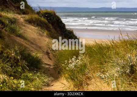 Perspectives sur les dunes de sable : vue depuis les dunes de sable de Braunton Burrows, vue sur la baie de Bideford, avec Marram Grass et Faded Sea Holly Banque D'Images