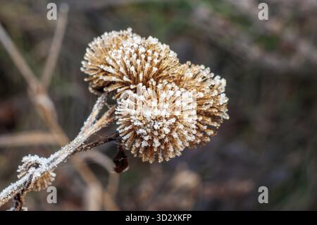Herbe sèche avec des graines dans des boules dans le gel, herbier d'automne gros plan Banque D'Images