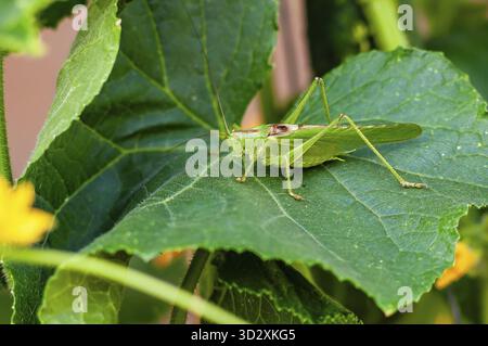 Une sauterelle verte vibrante repose sur une grande feuille, se mélangeant parfaitement avec son environnement luxuriant et naturel dans un cadre de jardin Banque D'Images