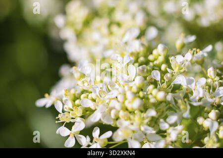 Une vue rapprochée capture la beauté délicate d'un arbuste viburnum en pleine floraison, mettant en valeur ses grappes de minuscules fleurs blanches Banque D'Images