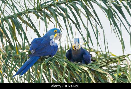 Une paire d'aras Hyacinthe (Anodorhynchus hyacinthinus) perchée sur une fronde de palmier dans le Pantanal, Brésil. Banque D'Images