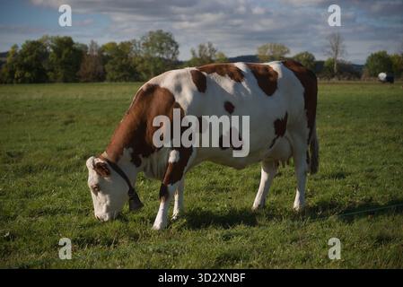 Vache Montbéliarde dans son champ en Auvergne Banque D'Images