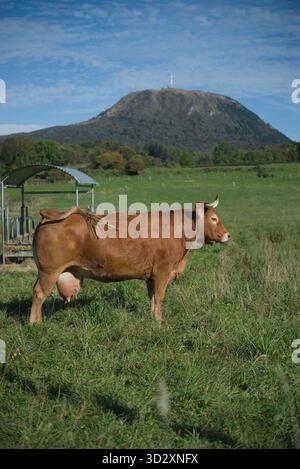 Troupeau de vaches Salers et Aubrac dans leur champ, devant le volcan Puy-de-Dôme Banque D'Images