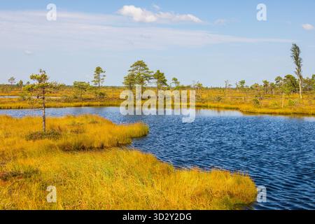 Un lac calme de tourbière reflète le ciel bleu et les pins clairsemés au milieu de la végétation de marais dorés dans le parc national de Soomaa, Estonie. Banque D'Images