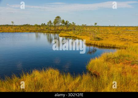 Un lac calme de tourbière reflète le ciel bleu et les pins clairsemés au milieu de la végétation de marais dorés dans le parc national de Soomaa, Estonie. Banque D'Images