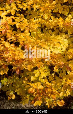 Hêtre européen, Fagus sylvatica 'Franken' feuilles d'automne feuillage de hêtre Banque D'Images
