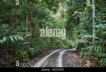 Route dans la forêt tropicale de la vallée de Danum, Bornéo, Malaisie. Banque D'Images