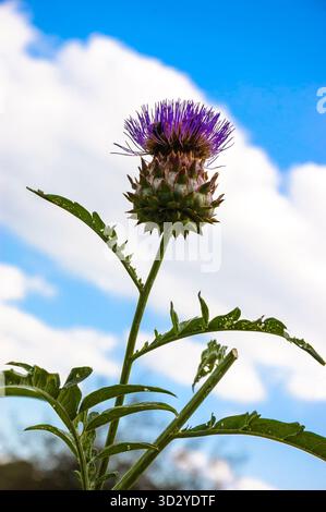 Fleur de chardon contre ciel bleu avec des nuages blancs. Banque D'Images