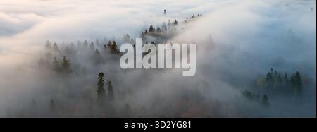 Tôt le matin, la brume dérive à travers un paysage boisé du nord-ouest du Pacifique près de Portland, Oregon. Du brouillard se forme lorsque l'air humide refroidit jusqu'à son point de rosée. Banque D'Images