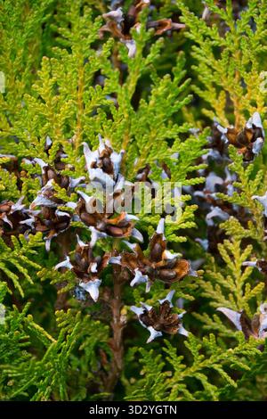 Arborvitae d'Amérique, cônes de Thuja, Platycladus orientalis 'Aurea Nana', Cèdre blanc en gros plan Banque D'Images
