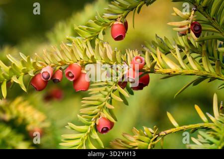 Vis commune, cônes Taxus baccata 'Dovastonii aurea' gros cônes Banque D'Images