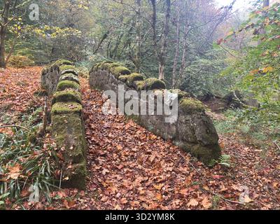 Vieille passerelle en pierre traversant un brûlé dans une forêt dense en Écosse, avec des arches altérées et un cadre boisé naturel. Banque D'Images