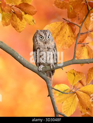 Chouette de l'eurasien (Otus scops), également connue sous le nom de chouette de l'Europe, chouette de la commune ou tout simplement chouette de la chasse Banque D'Images