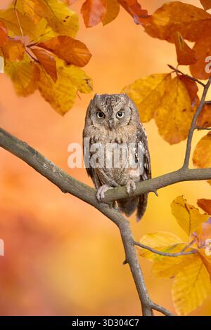 Chouette de l'eurasien (Otus scops), également connue sous le nom de chouette de l'Europe, chouette de la commune ou tout simplement chouette de la chasse Banque D'Images