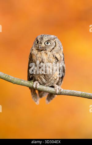 Chouette de l'eurasien (Otus scops), également connue sous le nom de chouette de l'Europe, chouette de la commune ou tout simplement chouette de la chasse Banque D'Images