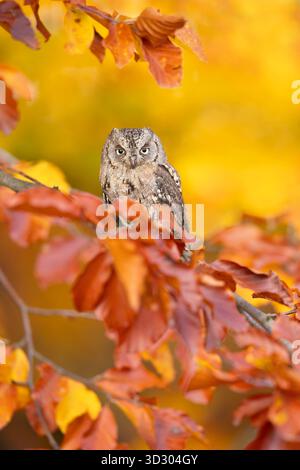 Chouette de l'eurasien (Otus scops), également connue sous le nom de chouette de l'Europe, chouette de la commune ou tout simplement chouette de la chasse Banque D'Images