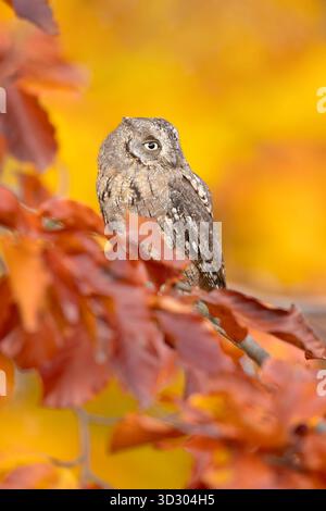 Chouette de l'eurasien (Otus scops), également connue sous le nom de chouette de l'Europe, chouette de la commune ou tout simplement chouette de la chasse Banque D'Images