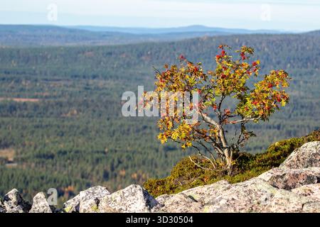 Arbre rowan coloré poussant sur une colline vu tôt le matin d'automne pendant le lever du soleil au parc national de Salla dans le nord de la Finlande Banque D'Images