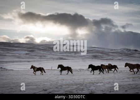 Chevaux courant dans un champ (mouvement flou). Skagafjordur, Islande. Banque D'Images