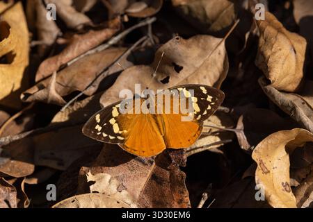 Nymphe forestière de Madagascar Aterica rabena, imago se prélasser dans les bois, Tsingy de Bemeraha, Melaky, Madagascar, septembre Banque D'Images