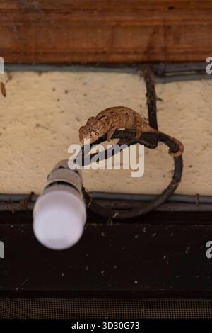 Caméléon d'Oustalet Furcifer oustaleti, mâle adulte reposant sur la lumière de la maison, Kirindy Forest, Morondava, Menabe., Madagascar, septembre Banque D'Images