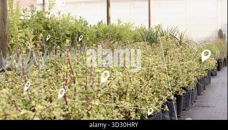 Montrant des arbustes verts en pot dans des sacs noirs sur un sol gris en serre, avec un réseau de broches de localisation Banque D'Images