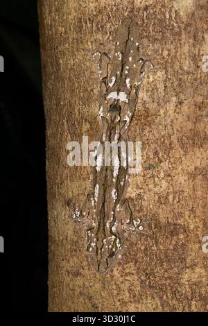 Gecko austral à queue plate Uroplatus sikorae, adulte camouflé sur arbre, Parc Mitsinjo, Moramanga, Madagascar, septembre Banque D'Images