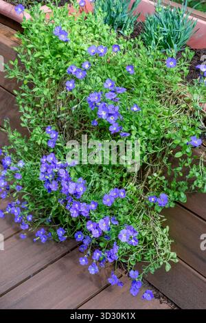 Issaquah, Washington, États-Unis. Jardin Aubrieta en cascade, plante à fleurs cultivée dans une jardinière surélevée sur un pont Banque D'Images