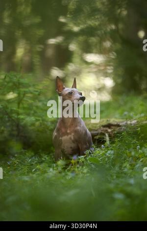 Un terrier américain sans poils est assis tranquillement dans l'herbe moussue entouré par la lumière filtrée du soleil. Le chien semble paisible avec une oreille légèrement tournée. Banque D'Images