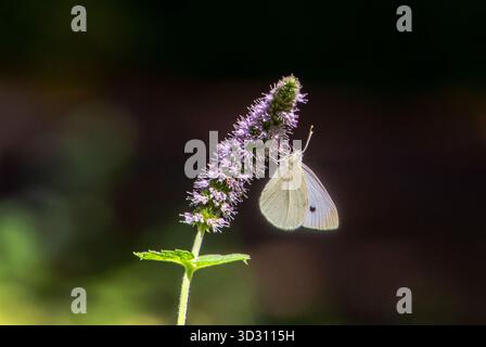 Un petit papillon blanc chou apprécie le pollen d'une fleur violette sur une plante de menthe de chat Banque D'Images