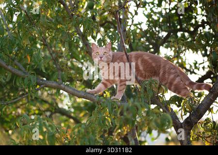Un chat tabby au gingembre se tient sur une branche d'arbre entourée de feuilles vertes. Le chat semble alerte et équilibré haut au-dessus du sol. Banque D'Images