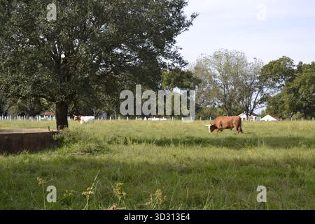 Journée paisible au Ranch – Longhorns in the Green Fields, Richmond, Texas Banque D'Images