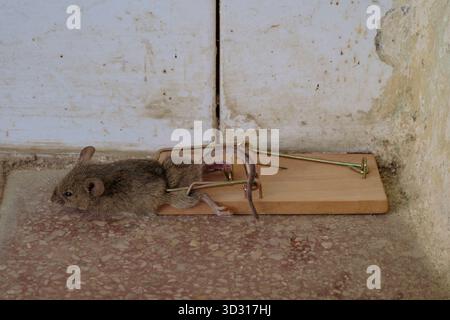 souris morte capturée dans le piège à souris traditionnel de printemps à l'intérieur de la maison rurale annexe zala comté hongrie Banque D'Images