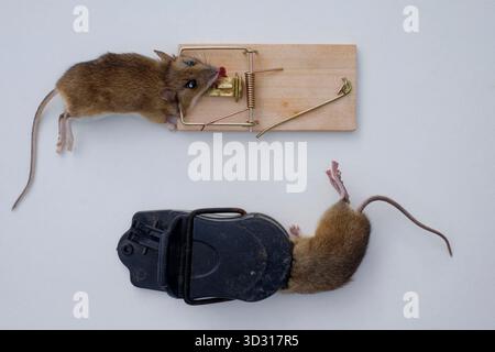 souris mortes capturées dans des pièges à souris traditionnels et modernes en plastique sur fond blanc zala county hongrie Banque D'Images