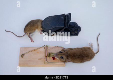 souris mortes capturées dans des pièges à souris traditionnels et modernes en plastique sur fond blanc zala county hongrie Banque D'Images