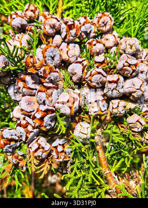cônes de pin et aiguilles sur une planche de bois. gros plan des cônes de conifères. cônes de fruits de cyprès ou thuja sur la branche. Texture des cônes de conifères d'automne Banque D'Images